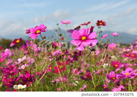 Cosmos field in Inabe-cho, Mie Prefecture Cosmos field in Inabe-cho, Mie Prefecture 107943876