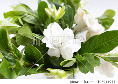 Cape jasmine or garden gardenia flower 107943911
