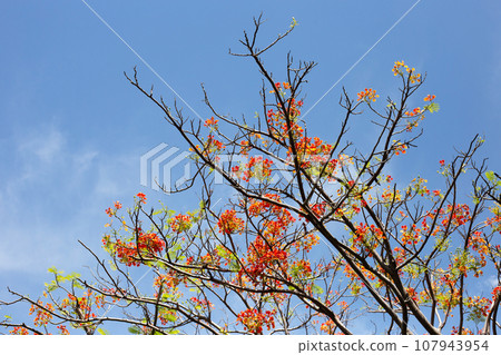 Barbados pride flower or dwarf poinciana, flower fence, paradise flower, peacock's crest, pride of barbados Barbados pride flower or dwarf poinciana, flower fence, paradise flower, peacock's crest, pride of barbados 107943954