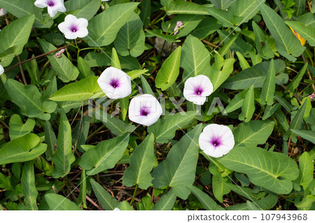 Water spinach or river spinach, water morning glory 107943968