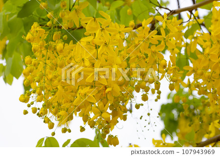 Cassia fistula flower on tree 107943969