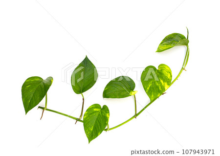 Epipremnum aureum leaves on white background. Epipremnum aureum leaves on white background. 107943971