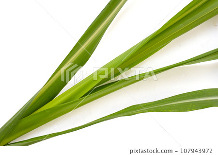 Sugar cane leaves on white background. Sugar cane leaves on white background. 107943972