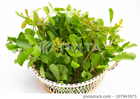 Brazilian peppertree leaves on white background. Brazilian peppertree leaves on white background. 107943973