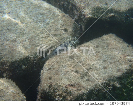 Salarias fasciatus, which lives in rocky areas in the sea Salarias fasciatus, which lives in rocky areas in the sea 107943974