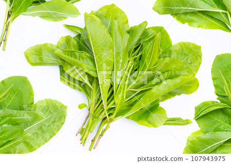 Green leaves of tummy wood or patana oak Green leaves of tummy wood or patana oak 107943975