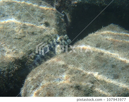 Salarias fasciatus，生活在海洋的岩石區域 107943977
