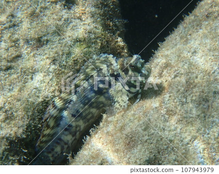 Salarias fasciatus,生活在海洋的岩石區域 Salarias fasciatus,生活在海洋的岩石區域 107943979