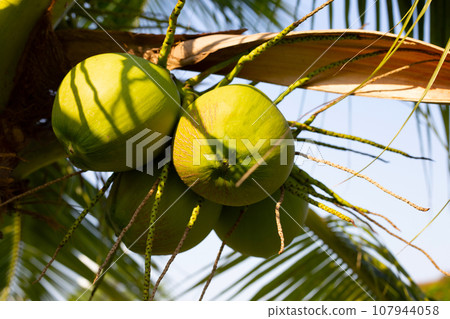 Coconut tree with bunches of coconut fruits Coconut tree with bunches of coconut fruits 107944058