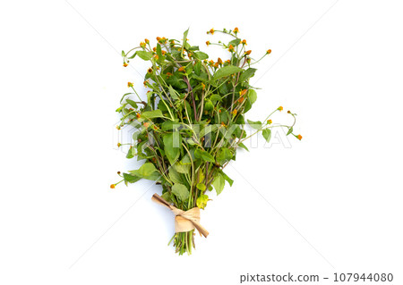 Yellow flower with green leaves of acmella oleracea or toothache plant on white background Yellow flower with green leaves of acmella oleracea or toothache plant on white background 107944080