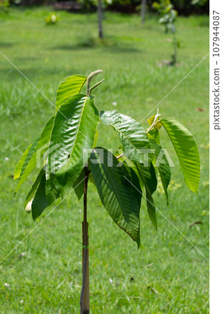 Yang tree (Dipterocarpus alatus Roxb. ex G.Don) Yang tree (Dipterocarpus alatus Roxb. ex G.Don) 107944087