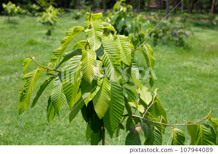 Yang tree (Dipterocarpus alatus Roxb. ex G.Don) Yang tree (Dipterocarpus alatus Roxb. ex G.Don) 107944089