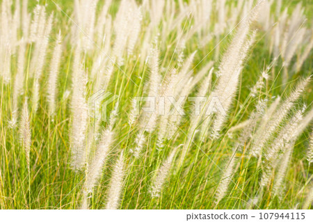 Fountain grass or pennisetum alopecuroides Fountain grass or pennisetum alopecuroides 107944115