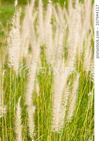 Fountain grass or pennisetum alopecuroides Fountain grass or pennisetum alopecuroides 107944117