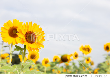 Sunflower field, Beautiful summer landscape. Sunflower field, Beautiful summer landscape. 107944186