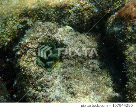綠色硨磲（Tridacna crocea）生活在岩石中。 107944290