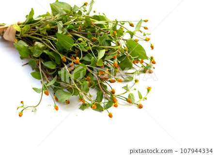 Yellow flower with green leaves of acmella oleracea or toothache plant on white background Yellow flower with green leaves of acmella oleracea or toothache plant on white background 107944334