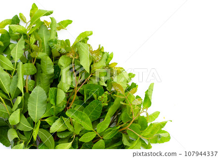 Brazilian peppertree leaves on white background. Brazilian peppertree leaves on white background. 107944337