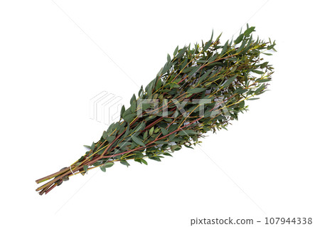 Green leaves of eucalyptus on white 107944338