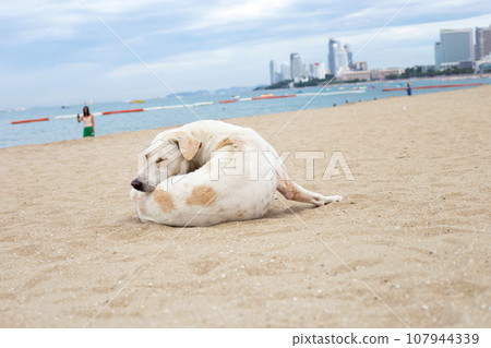 A dog relaxing on the beach. Pattaya, Thailand. A dog relaxing on the beach. Pattaya, Thailand. 107944339