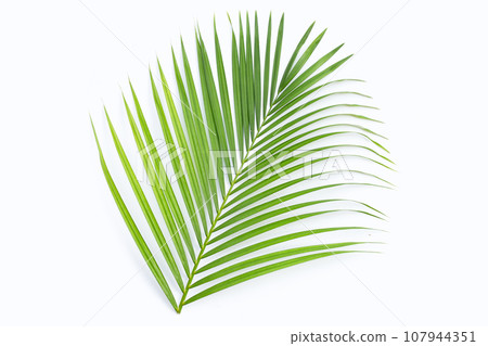 Green leaves of palm tree on white background. 107944351
