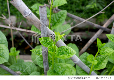 Ceylon spinach or basella rubra linn 107944373