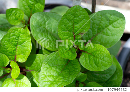 Ceylon spinach or basella rubra linn 107944382