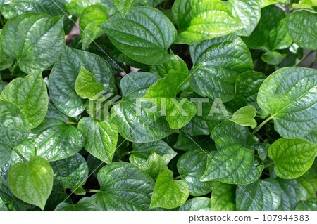 Fresh leaves of wild betel Fresh leaves of wild betel 107944383