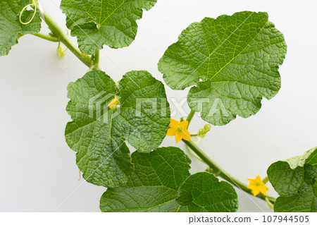Melon leaves on white background. 107944505