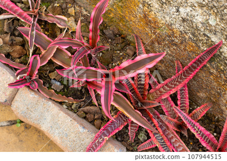 Bromeliad in the garden. Colorful plant leaves Bromeliad in the garden. Colorful plant leaves 107944515