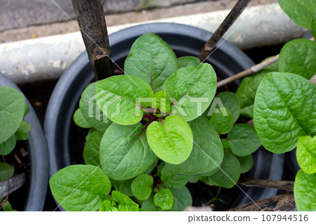 Ceylon spinach or basella rubra linn 107944516