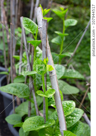 Ceylon spinach or basella rubra linn Ceylon spinach or basella rubra linn 107944517