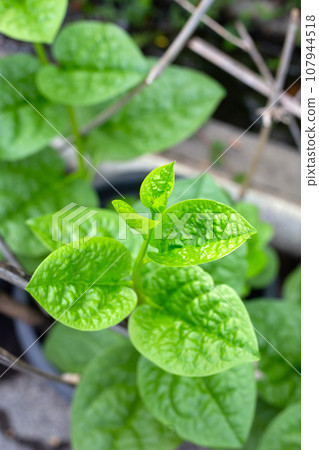 Ceylon spinach or basella rubra linn Ceylon spinach or basella rubra linn 107944518