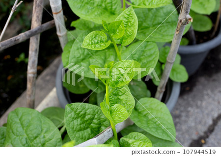 Ceylon spinach or basella rubra linn 107944519