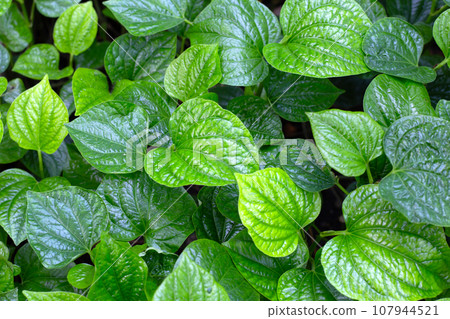 Fresh leaves of wild betel 107944521
