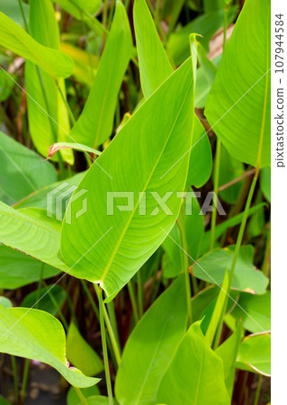 Alligator Flag, Water Canna (Thalia geniculata L.) 107944584