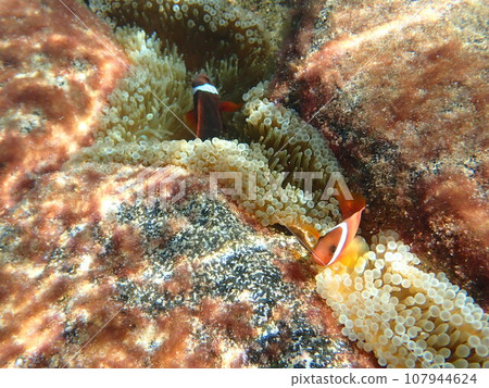 Close-up of sea anemones and clownfish (Amphiprion frenatus) living in rocky areas 107944624