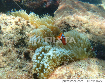 Close-up of sea anemones and clownfish (Amphiprion frenatus) living in rocky areas Close-up of sea anemones and clownfish (Amphiprion frenatus) living in rocky areas 107944627