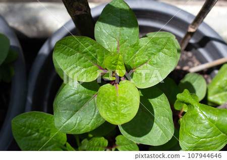 Ceylon spinach or basella rubra linn Ceylon spinach or basella rubra linn 107944646
