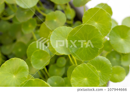 Fresh green centella asiatica plant 107944666