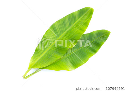 Fresh banana leaves on white background. 107944691