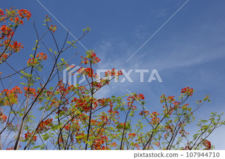 Barbados pride flower or dwarf poinciana, flower fence, paradise flower, peacock's crest, pride of barbados Barbados pride flower or dwarf poinciana, flower fence, paradise flower, peacock's crest, pride of barbados 107944710