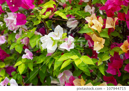 Beautiful bougainvillea flowers with green leaves Beautiful bougainvillea flowers with green leaves 107944715