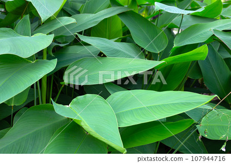Thalia dealbata plant in the park 107944716