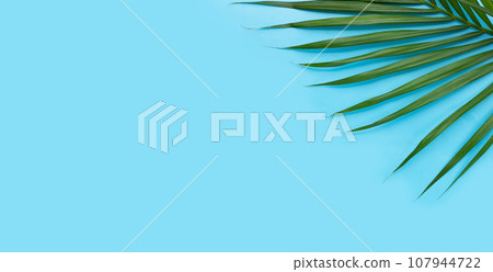 Green leaves of palm tree on blue background. 107944722