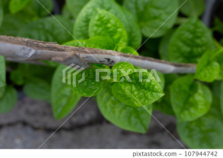 Ceylon spinach or basella rubra linn 107944742