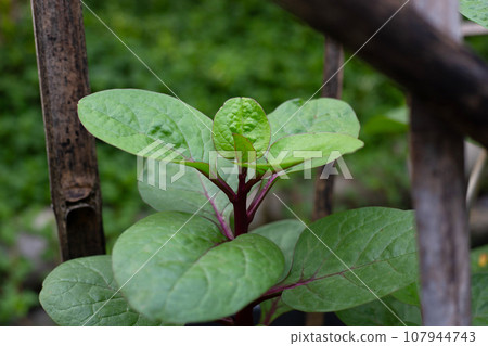 Ceylon spinach or basella rubra linn Ceylon spinach or basella rubra linn 107944743