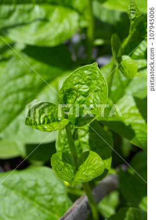 Ceylon spinach or basella rubra linn Ceylon spinach or basella rubra linn 107945006
