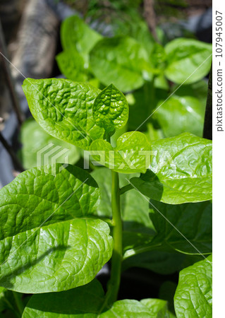 Ceylon spinach or basella rubra linn 107945007