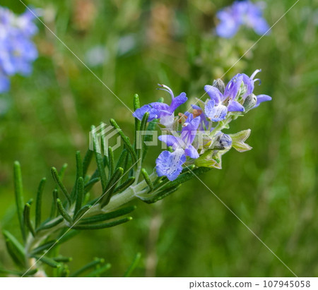Rosemary Flower 107945058